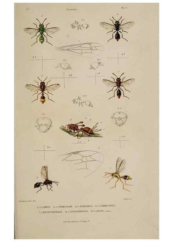 Reproducción/Reproduction 48748768653: Études sur la famille des vespides /. Paris :V. Masson ;1852-1858.. 