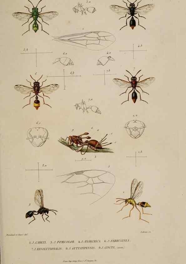 Reproducción/Reproduction 48748768653: Études sur la famille des vespides /. Paris :V. Masson ;1852-1858.. 