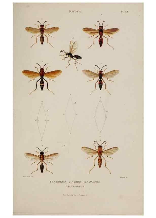 Reproducción/Reproduction 48748770628: Études sur la famille des vespides /. Paris :V. Masson ;1852-1858.. 