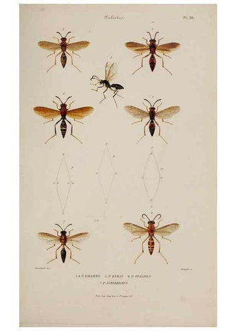 Reproducción/Reproduction 48748770628: Études sur la famille des vespides /. Paris :V. Masson ;1852-1858.. 