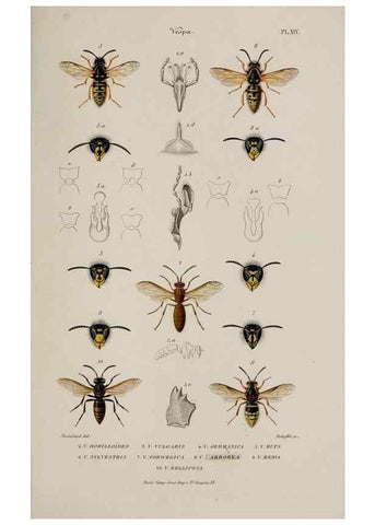 Reproducción/Reproduction 48748771088: Études sur la famille des vespides /. Paris :V. Masson ;1852-1858.. 