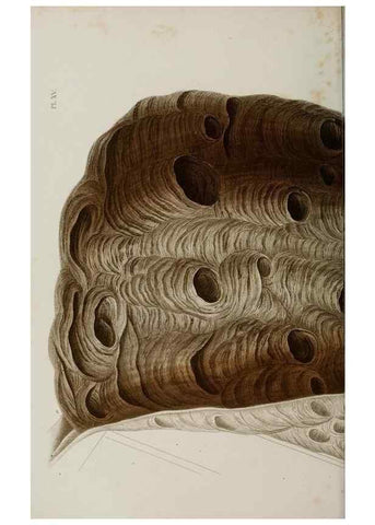 Reproducción/Reproduction 48749285297: Études sur la famille des vespides /. Paris :V. Masson ;1852-1858.. 