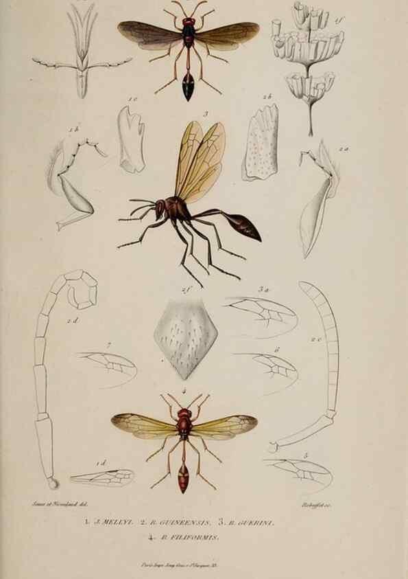 Reproducción/Reproduction 48749100961: Études sur la famille des vespides /. Paris :V. Masson ;1852-1858.. 