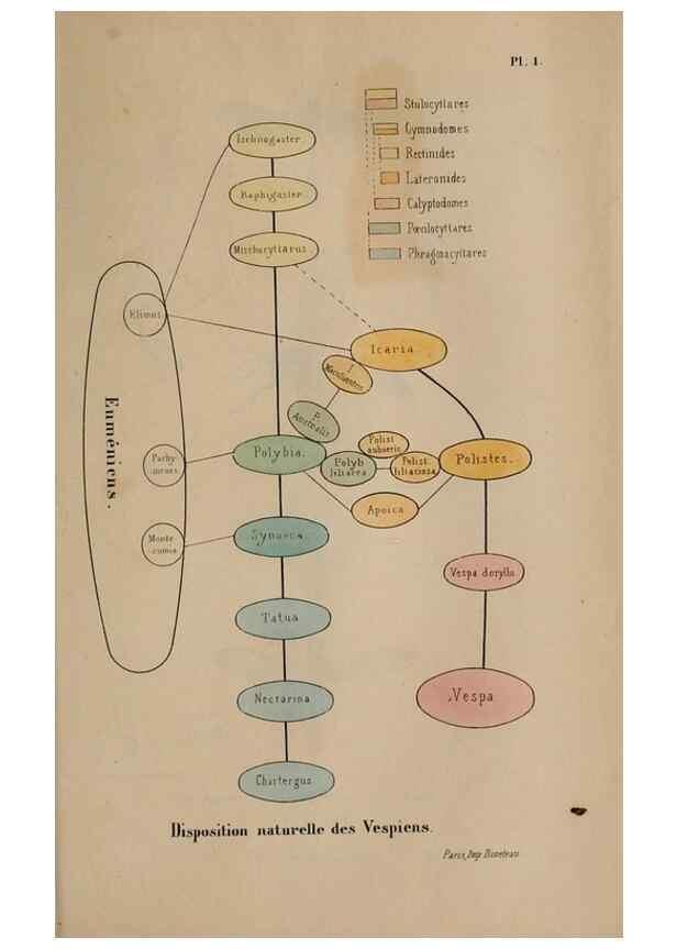 Reproducción/Reproduction 48749281177: Études sur la famille des vespides /. Paris :V. Masson ;1852-1858.. 
