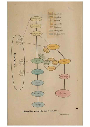 Reproducción/Reproduction 48749281177: Études sur la famille des vespides /. Paris :V. Masson ;1852-1858.. 