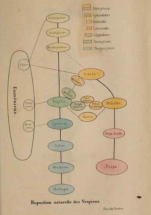 Reproducción/Reproduction 48749281177: Études sur la famille des vespides /. Paris :V. Masson ;1852-1858.. 