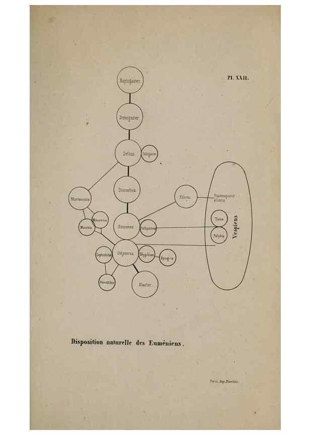 Reproducción/Reproduction 48749280482: Études sur la famille des vespides /. Paris :V. Masson ;1852-1858.. 