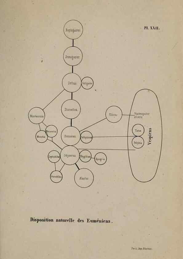 Reproducción/Reproduction 48749280482: Études sur la famille des vespides /. Paris :V. Masson ;1852-1858.. 