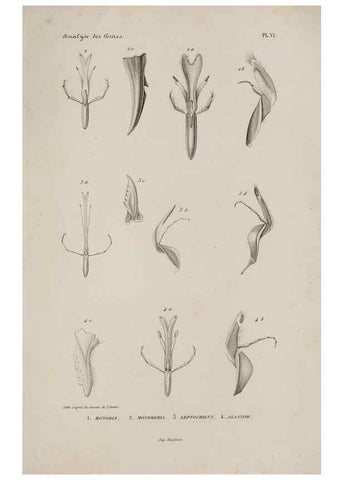 Reproducción/Reproduction 48748762048: Études sur la famille des vespides /. Paris :V. Masson ;1852-1858.. 