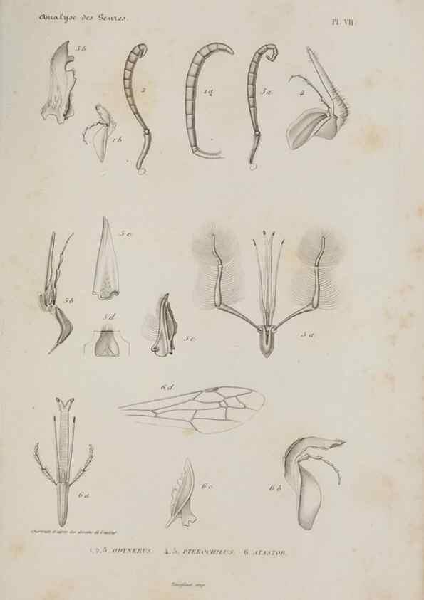 Reproducción/Reproduction 48749276267: Études sur la famille des vespides /. Paris :V. Masson ;1852-1858.. 
