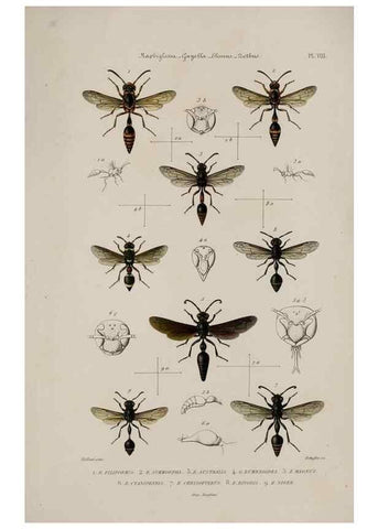 Reproducción/Reproduction 48749276512: Études sur la famille des vespides /. Paris :V. Masson ;1852-1858.. 