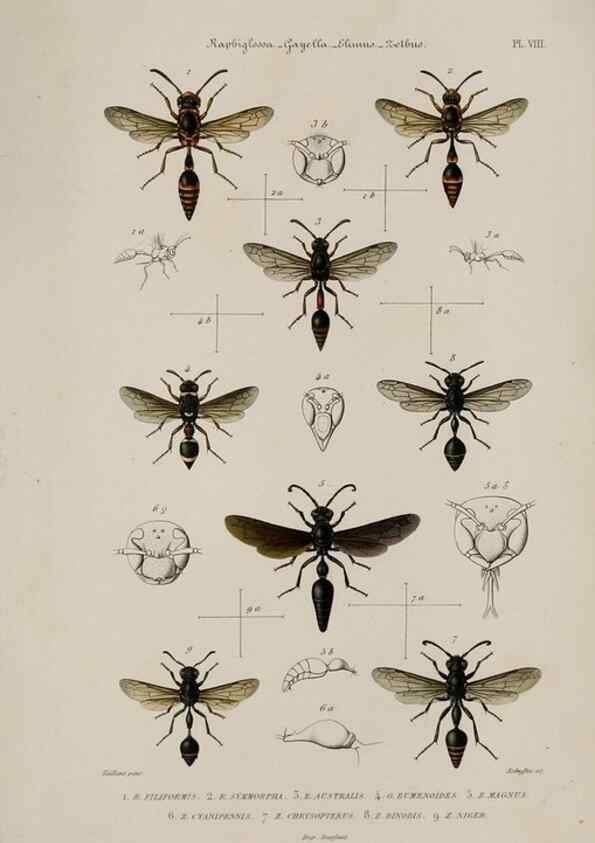 Reproducción/Reproduction 48749276512: Études sur la famille des vespides /. Paris :V. Masson ;1852-1858.. 