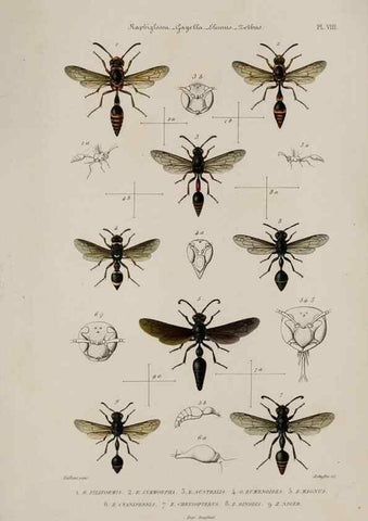 Reproducción/Reproduction 48749276512: Études sur la famille des vespides /. Paris :V. Masson ;1852-1858.. 