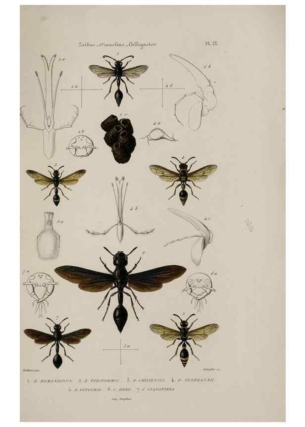 Reproducción/Reproduction 48748762918: Études sur la famille des vespides /. Paris :V. Masson ;1852-1858.. 