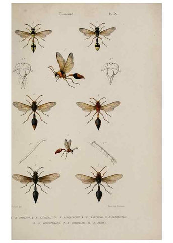 Reproducción/Reproduction 48748763208: Études sur la famille des vespides /. Paris :V. Masson ;1852-1858.. 