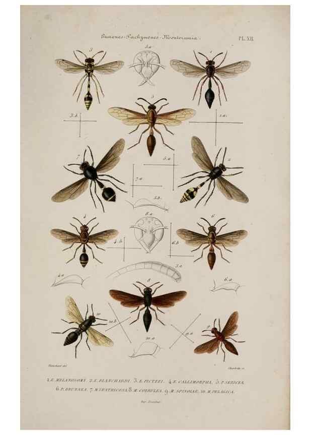 Reproducción/Reproduction 48749097231: Études sur la famille des vespides /. Paris :V. Masson ;1852-1858.. 