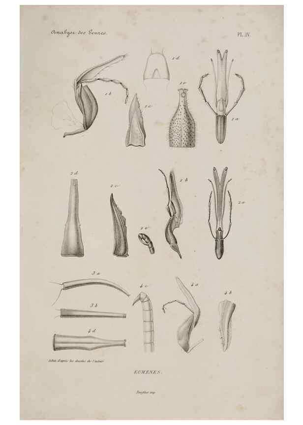 Reproducción/Reproduction 48749094946: Études sur la famille des vespides /. Paris :V. Masson ;1852-1858.. 