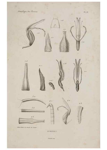 Reproducción/Reproduction 48749094946: Études sur la famille des vespides /. Paris :V. Masson ;1852-1858.. 
