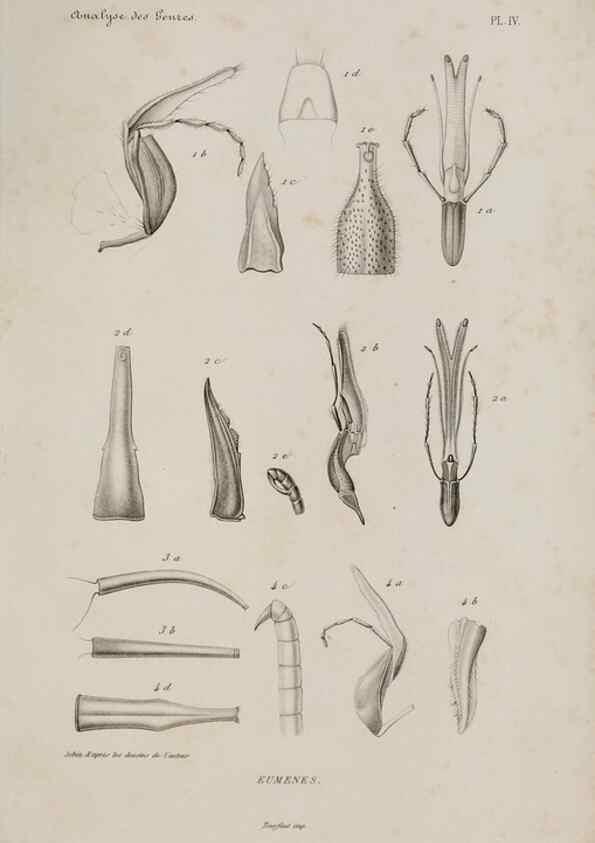 Reproducción/Reproduction 48749094946: Études sur la famille des vespides /. Paris :V. Masson ;1852-1858.. 