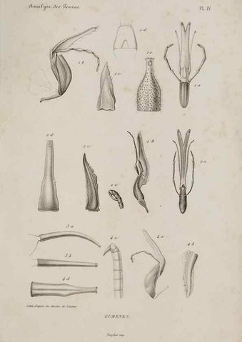 Reproducción/Reproduction 48749094946: Études sur la famille des vespides /. Paris :V. Masson ;1852-1858.. 