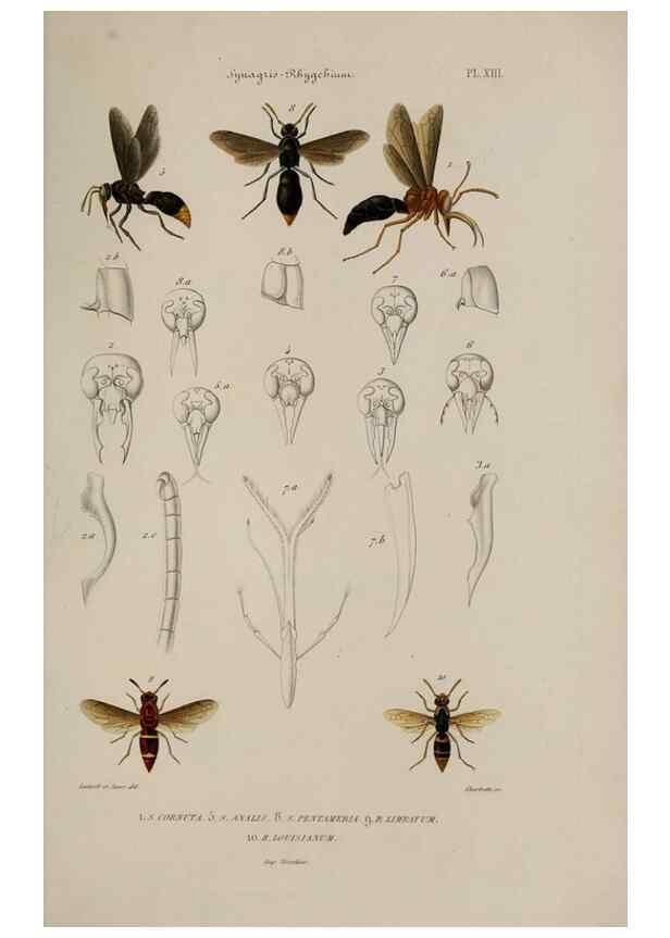 Reproducción/Reproduction 48748764243: Études sur la famille des vespides /. Paris :V. Masson ;1852-1858.. 