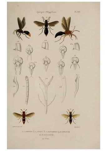 Reproducción/Reproduction 48748764243: Études sur la famille des vespides /. Paris :V. Masson ;1852-1858.. 