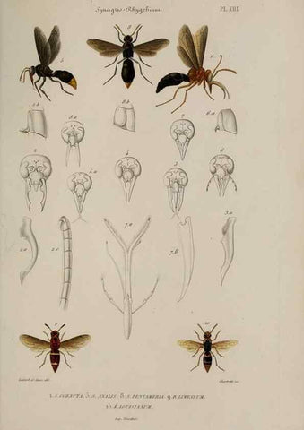 Reproducción/Reproduction 48748764243: Études sur la famille des vespides /. Paris :V. Masson ;1852-1858.. 