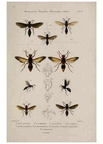 Reproducción/Reproduction 48749098141: Études sur la famille des vespides /. Paris :V. Masson ;1852-1858.. 