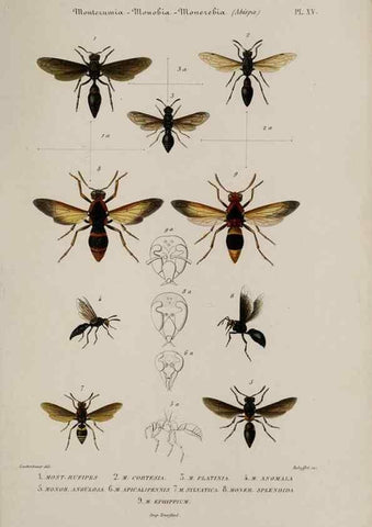 Reproducción/Reproduction 48749098141: Études sur la famille des vespides /. Paris :V. Masson ;1852-1858.. 