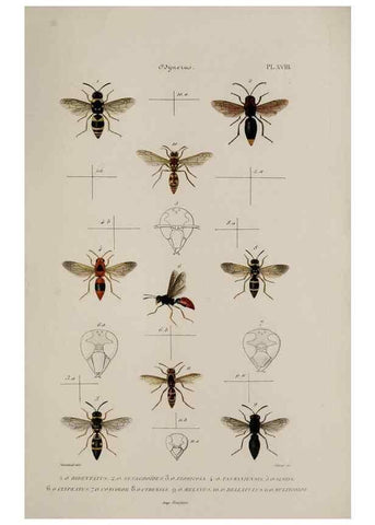 Reproducción/Reproduction 48749279212: Études sur la famille des vespides /. Paris :V. Masson ;1852-1858.. 