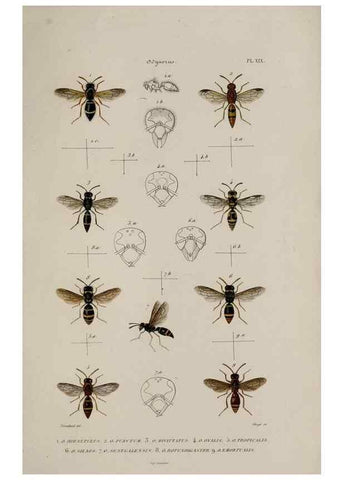 Reproducción/Reproduction 48749279432: Études sur la famille des vespides /. Paris :V. Masson ;1852-1858.. 