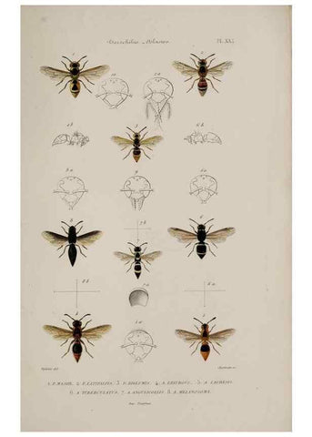 Reproducción/Reproduction 48749280032: Études sur la famille des vespides /. Paris :V. Masson ;1852-1858.. 