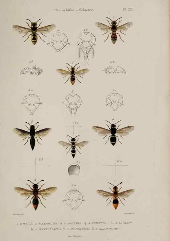 Reproducción/Reproduction 48749280032: Études sur la famille des vespides /. Paris :V. Masson ;1852-1858.. 