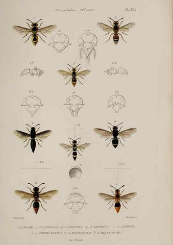 Reproducción/Reproduction 48749280032: Études sur la famille des vespides /. Paris :V. Masson ;1852-1858.. 