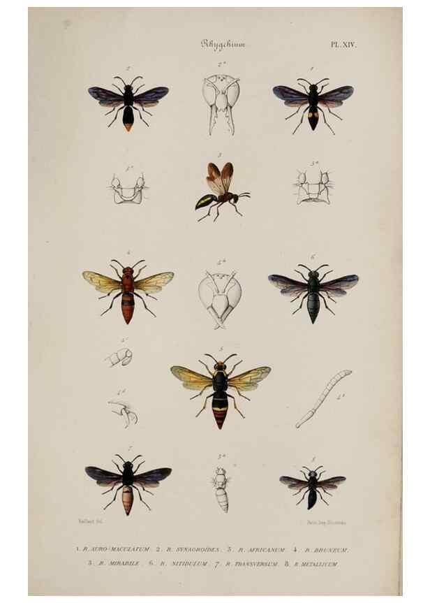 Reproducción/Reproduction 48748764588: Études sur la famille des vespides /. Paris :V. Masson ;1852-1858.. 