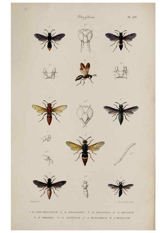 Reproducción/Reproduction 48748764588: Études sur la famille des vespides /. Paris :V. Masson ;1852-1858.. 