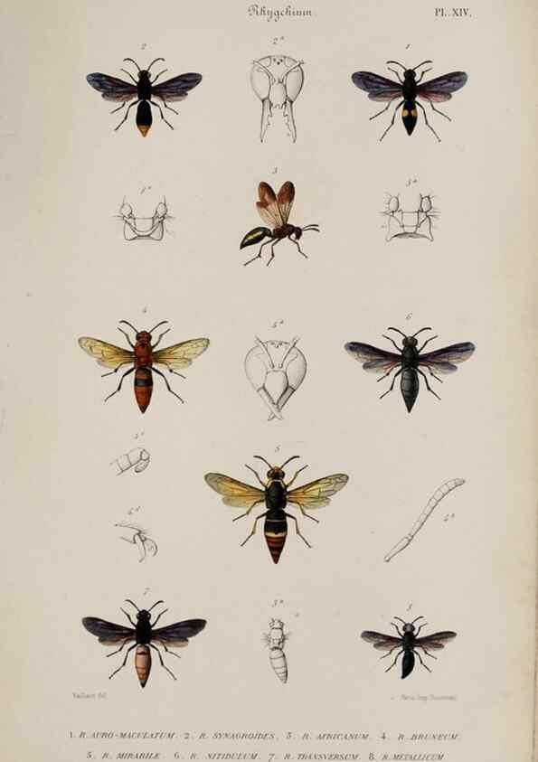 Reproducción/Reproduction 48748764588: Études sur la famille des vespides /. Paris :V. Masson ;1852-1858.. 