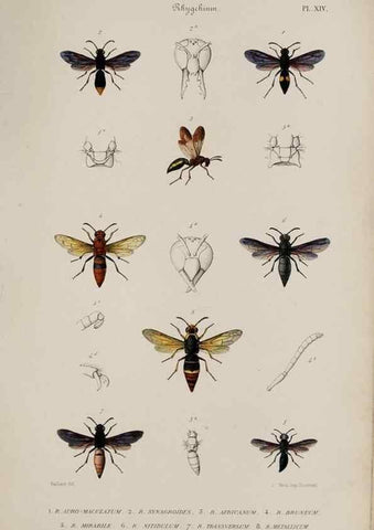 Reproducción/Reproduction 48748764588: Études sur la famille des vespides /. Paris :V. Masson ;1852-1858.. 