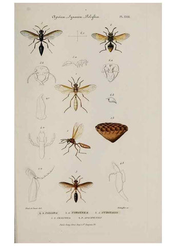 Reproducción/Reproduction 48749286092: Études sur la famille des vespides /. Paris :V. Masson ;1852-1858.. 