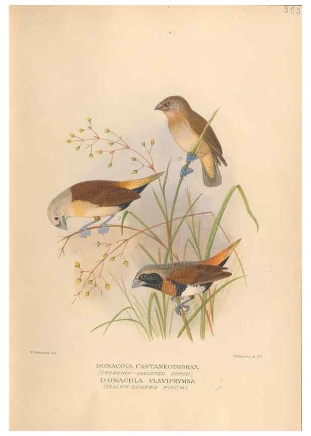 Reproducción/Reproduction 48743872851: The Birds of Australia. London :Witherby & Co.,1910-1927.. 