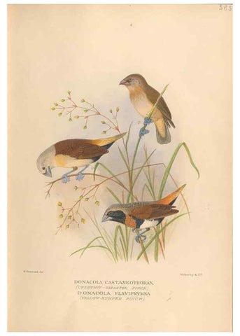 Reproducción/Reproduction 48743872851: The Birds of Australia. London :Witherby & Co.,1910-1927.. 