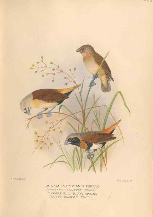 Reproducción/Reproduction 48743872851: The Birds of Australia. London :Witherby & Co.,1910-1927.. 