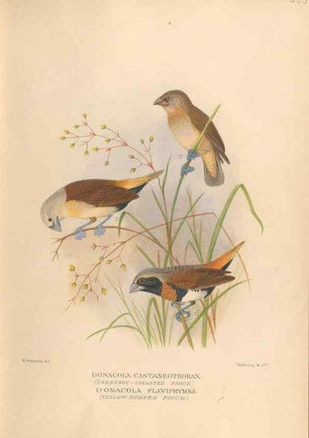 Reproducción/Reproduction 48743872851: The Birds of Australia. London :Witherby & Co.,1910-1927.. 