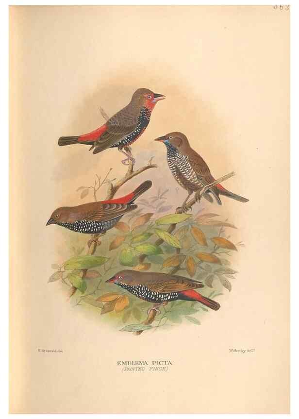Reproducción/Reproduction 48743536953: The Birds of Australia. London :Witherby & Co.,1910-1927.. 