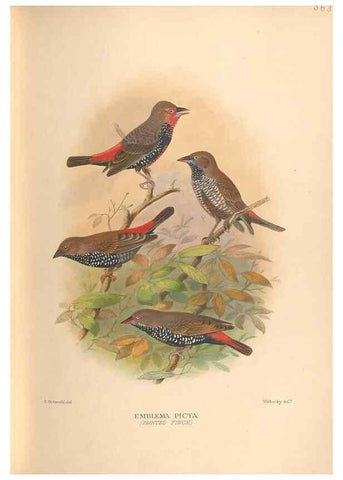 Reproducción/Reproduction 48743536953: The Birds of Australia. London :Witherby & Co.,1910-1927.. 