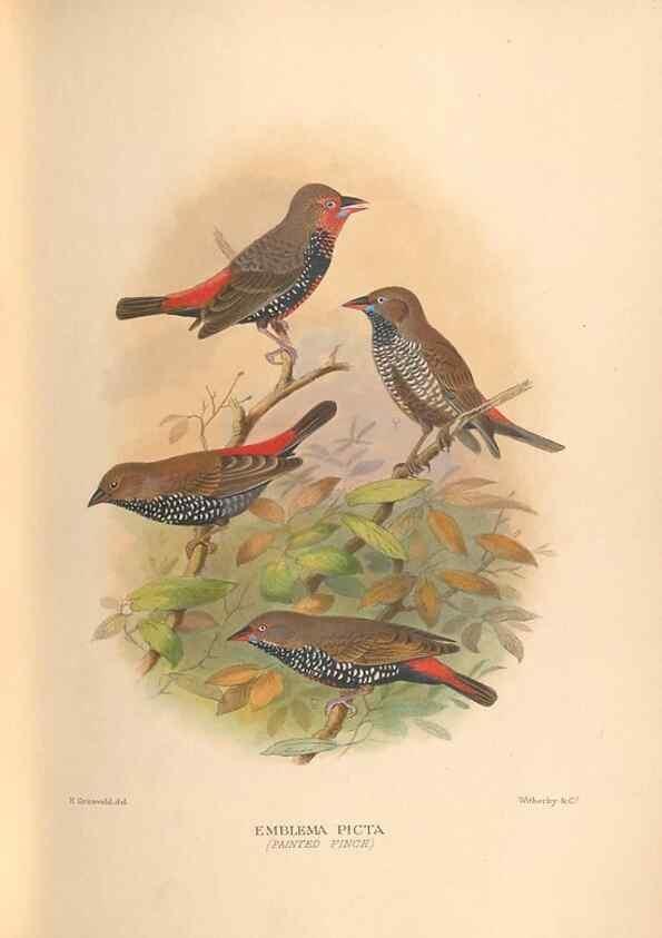 Reproducción/Reproduction 48743536953: The Birds of Australia. London :Witherby & Co.,1910-1927.. 