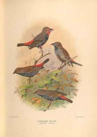 Reproducción/Reproduction 48743536953: The Birds of Australia. London :Witherby & Co.,1910-1927.. 