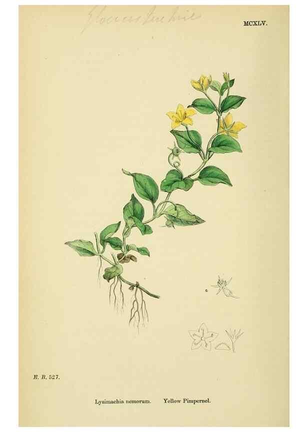 Reproducción/Reproduction 48717743253: English botany, or, Coloured figures of British plants /. London :R. Hardwicke,1863-1886.. 