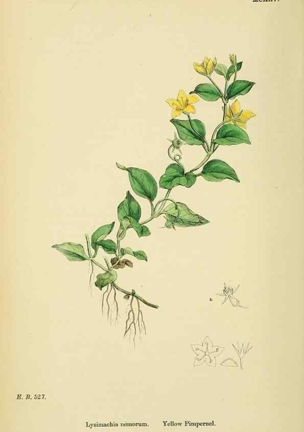 Reproducción/Reproduction 48717743253: English botany, or, Coloured figures of British plants /. London :R. Hardwicke,1863-1886.. 