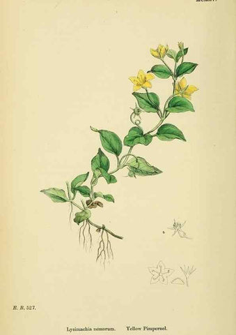 Reproducción/Reproduction 48717743253: English botany, or, Coloured figures of British plants /. London :R. Hardwicke,1863-1886.. 